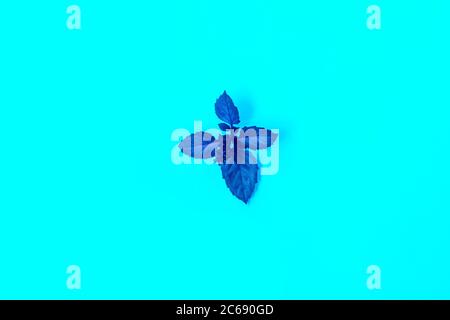 Sprig di basilico blu su sfondo azzurro. Vista dall'alto. Foto Stock