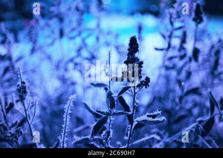 Fiore congelato in tonalità blu, inverno. Come favola. Foto Stock