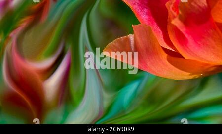 Fiore rosso abstract Foto Stock
