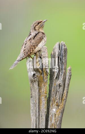 Adulto maschio Eurasian Wryneck (Jynx torquilla) canta da un vecchio ceppo di legno nella valle d'Aosta nel nord Italia. Foto Stock