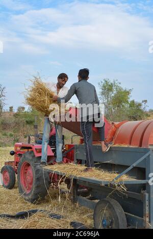 TIKAMGARH, MADHYA PRADESH, INDIA - 24 MARZO 2020: Coltivatori indiani che separano i grani di grano e di buccia dal grano tritato usando una macchina di trebbiatura. Foto Stock