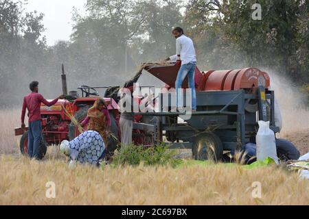 TIKAMGARH, MADHYA PRADESH, INDIA - 24 MARZO 2020: Gli agricoltori indiani che lavorano nel campo. Foto Stock