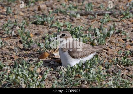 Adulto femmina Grande Plover di sabbia (Charadrius leschenaultii crassirostris) seduta sul suo nido sulle aride steppe dell'Asia centrale. Un uovo visibile. Foto Stock