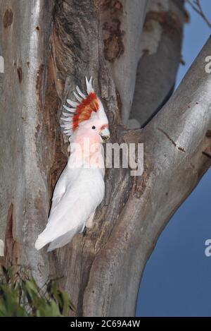 Major Mitchell's Cockatoo (Cacatua leadbeateri leadbeateri), conosciuto anche come Cockatoo della Leadber o Cockatoo Rosa. Arroccato su un albero. Foto Stock