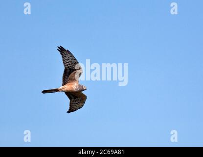 Secondo anno maschio Harrier di Montagu (Circus pygargus) in volo. Foto Stock