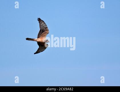 Secondo anno maschio Harrier di Montagu (Circus pygargus) in volo, scivolando via, visto dal basso. Foto Stock