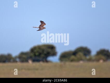 Secondo anno maschio Harrier di Montagu (Circus pygargus) in volo. Foto Stock