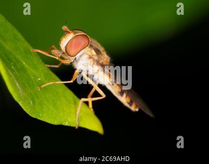 Un Hoverfly di Marmalade (Episyrphus balteatus) a riposo su una foglia, Warwickshire Foto Stock