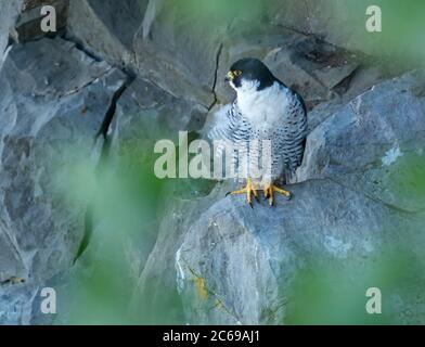 Un adulto maschio Peregrine Falcon (Falco peregrinus) arroccato sulla scogliera a Avon, Bristol Foto Stock