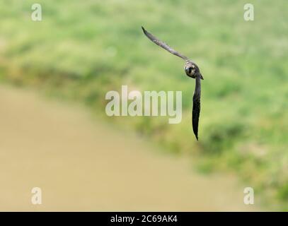 Un giovane Peregrine Falcon (Falco peregrinus) in volo sopra la Gola di Avon, Bristol Foto Stock