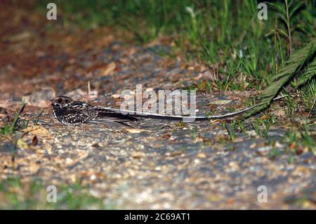 Nightjar (Macropsalis forcipata), un maschio adulto, arroccato sul pavimento della foresta Foto Stock