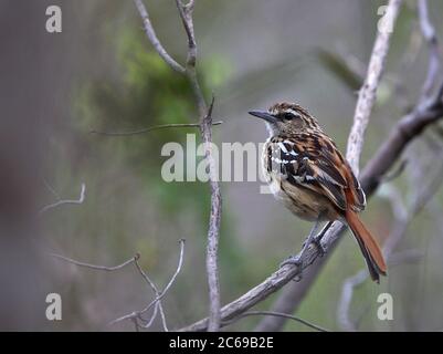 Antbird (Myrmorchilus strangilatus) femmina a strisce (Myrmorchilus strangilatus) una specie trovata nelle foreste secche subtropicali e tropicali dell'Argentina, della Bolivia, del Brasile e del Para Foto Stock