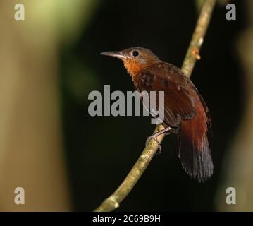 Il maledetto Leaftosser (Sclerurus obscure bahiae) è arroccato su un ramo nel sottopiano della foresta pluviale atlantica di Bahia, Brasile. Foto Stock