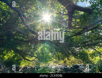 L'antica Ficus bengalensis cresce in un torrente in una foresta tropicale. L'albero ha la corona più ampia del mondo Foto Stock