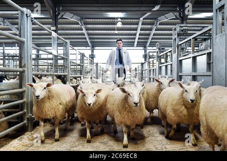 Asta mercato del bestiame allevamento allevamento pecore Cumbria Working UK Meat economia rurale economico Foto Stock