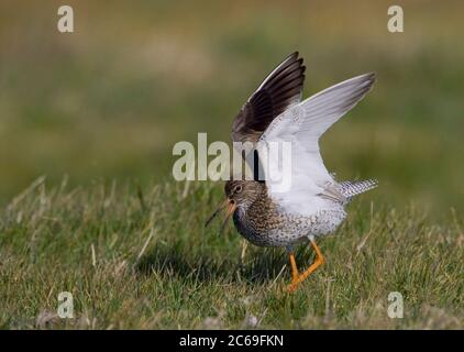 Roepende Tureluur; chiamando Redshank comune Foto Stock