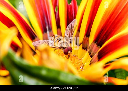 Volate. Episyrphus baltreatus (Syrphidae) su una Gerbera Daisy in giardino questa mattina. Foto Stock