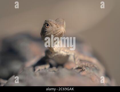 Ritratto di un giovane drago australiano su un tronco, Australia Foto Stock