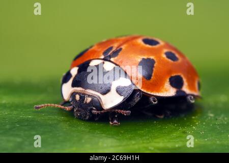 Ladybird con occhi (Anatis ocellata) poggiato su foglia di Ivy. Tipperary, Irlanda Foto Stock