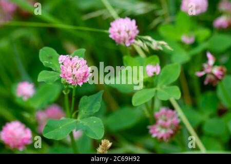 Primo piano di fiori rosa di trifoglio su uno sfondo verde morbido sfocato. Poster con fiori di prato estivo o primaverile Foto Stock