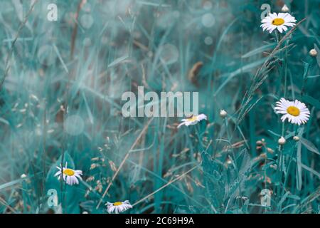 Estate Daisy fiori sfondo alla luce del sole. Bella scena della natura con camomili medici fioriti. Medicina alternativa. Camomilla Primavera floreale Foto Stock