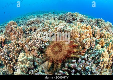 La corona di spine, Acanthaster planci, si nutre di coralli vivi ed è coperta di spine molto affilate, Hawaii. Foto Stock