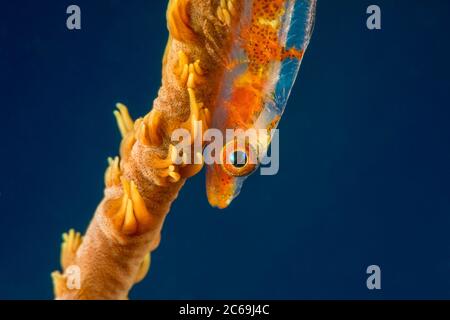 Uno sguardo molto da vicino al corpo parzialmente trasparente di un gby corallino, Bryaninops yongei, su corallo di filo, Cirrhipathes anguina, un parente di nero Foto Stock