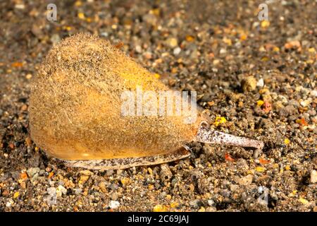 Conchiglia di cono di quercia, conchiglia di cono giallo, quercinus di Conus. Vivo subacqueo mostrando il sifone e l'occhio. Komodo, Indonesia. Foto Stock