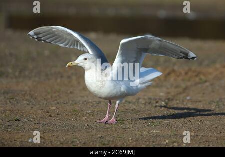 Thayer's gull (Larus thayeri), perching sulla spiaggia con ali distese, vista laterale, Stati Uniti, California, Petaluma Foto Stock