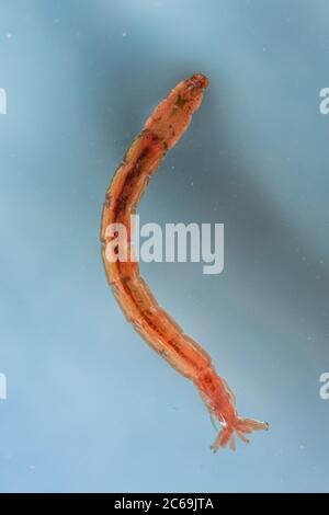 Mezze senza punto, gnat (specifiche Chironomus), macro shot, Germania Foto Stock