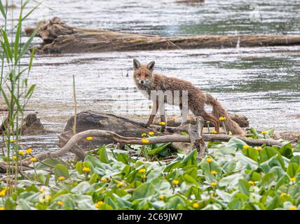 Volpe rossa (Vulpes vulpes), alla ricerca di cibo tra gigli d'acqua, Germania, Baviera, lago di Chiemsee Foto Stock