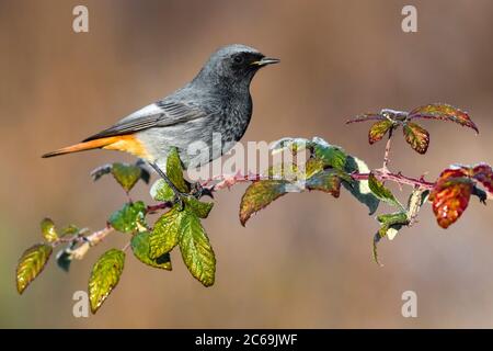 Gibilterra rosso nero (Fenicurus ochruros gibraltariensis, Fenicurus gibraltariensis), maschio su un ramoscello, vista laterale, Italia, Stagno di Peretola Foto Stock