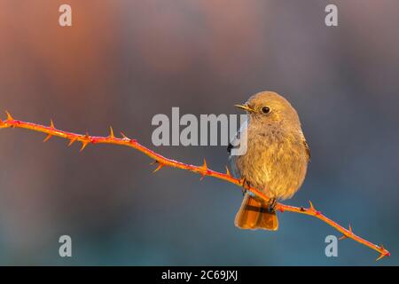 Gibilterra rosso nero (Fenicurus ochruros gibraltariensis, Fenicurus gibraltariensis), femmina che perza su un ramoscello, Italia, Stagno di Peretola Foto Stock