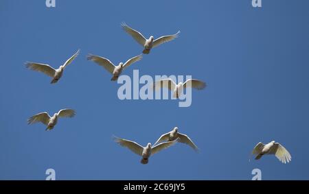 Cockatoo solforato (Cacatua galerita), flock in volo, Australia, nuovo Galles del Sud, Royal National Park Foto Stock