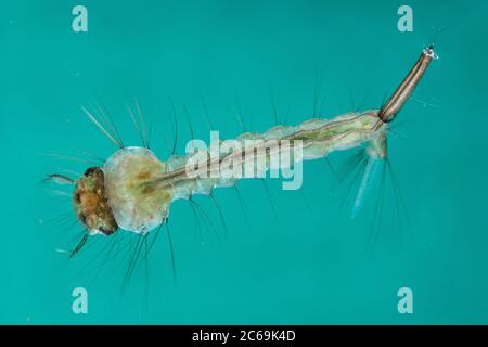 Casa zanzara, northern casa comune zanzara moscerino comune, casa moscerino (Culex pipiens), larva alla superficie dell'acqua, Germania Foto Stock