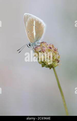 damon Blue (Polyommatus damon, Agrodiaetus damon), si trova a burnet, Sanguisorba, Francia, Parco Nazionale del Mercantour Foto Stock