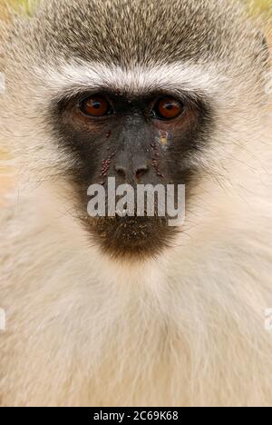 Scimmia Grivet, scimmia Savanna, scimmia Verde, scimmia Vervet (Cercopithecus aethiops), ritratto, vista frontale, Namibia Foto Stock