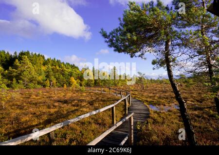 Black Moor (Rhoen), Germania, Assia Foto Stock