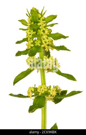 Crosswort, paglia liscia (crucata lavipes), infiorescenza, ritaglio, Germania, Baviera Foto Stock