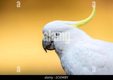 Cockatoo solforato (Cacatua galerita), portraet, vista laterale, Australia Foto Stock
