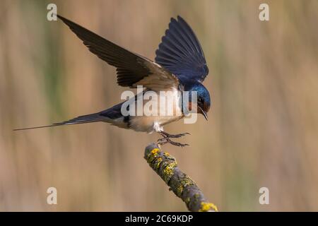 Fienile deglutire (Hirundo rustica), atterraggio su una diramazione, vista laterale, Italia, Firenze Foto Stock