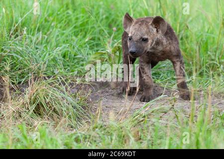 Avvistato hyena (Crocuta croccuta), che pita in piedi su erba, vista frontale, Kenya, Masai Mara National Park Foto Stock