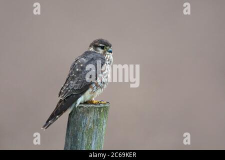 merlin (Falco columbarius), seduto su un palo di legno, sul belvedere, Paesi Bassi, Terschelling Foto Stock