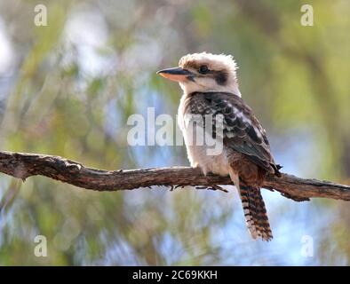 Ridendo kookaburra (Dacelo novaeguineae, Dacelo novaeguineae novaeguineae), che si trova in un ramo, Australia Foto Stock