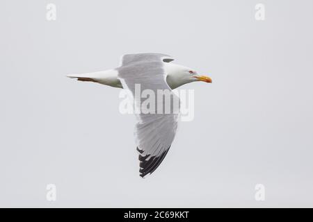 Gabbiano a zampe gialle (Larus michahellis, Larus cachinnans michahellis), in volo, Germania, Baviera Foto Stock