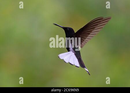 jacobin nero (Florissuga fusca), in volo, Brasile Foto Stock