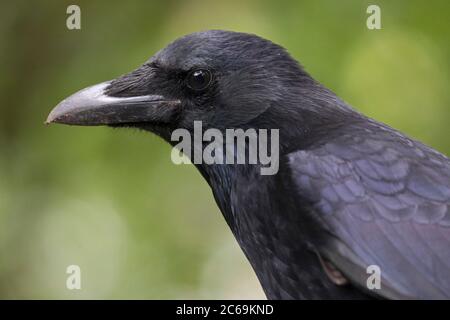 Carrion corvo (Corvus corone, Corvus corone corone), ritratto, Paesi Bassi Foto Stock