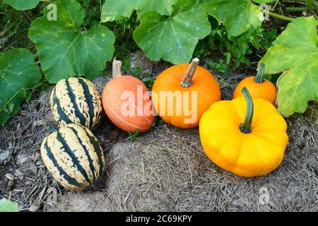 Zucca e zucca raccolta di zucche colorate nel giardino Foto Stock