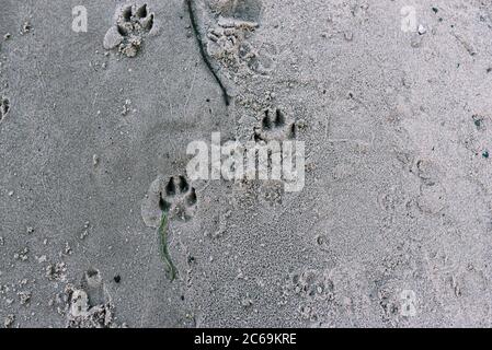 Piste per cani sulla spiaggia. Percorsi per animali su una spiaggia sabbiosa Foto Stock