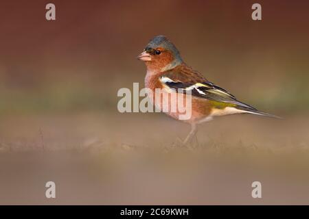 Pappagallo (coelette di Fringilla), pappagallo maschile a terra, Italia, Stagno di Peretola Foto Stock